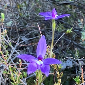 Glossodia major at Aranda, ACT - 18 Sep 2024