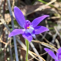 Glossodia major at Aranda, ACT - 18 Sep 2024