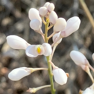 Comesperma ericinum (Heath Milkwort) at Carwoola, NSW - 6 Dec 2022 by MeganDixon