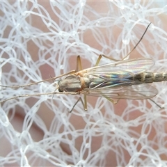 Chironomidae (family) (Non-biting Midge) at Belconnen, ACT - 19 Sep 2024 by JohnGiacon