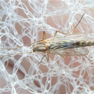 Chironomidae (family) at Belconnen, ACT - 19 Sep 2024