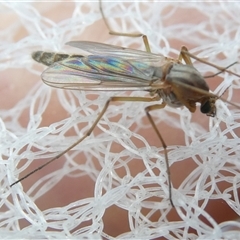 Chironomidae (family) at Belconnen, ACT - 19 Sep 2024