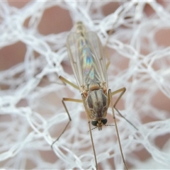 Chironomidae (family) at Belconnen, ACT - 19 Sep 2024