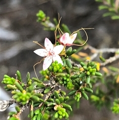 Calytrix tetragona at Carwoola, NSW - 24 Nov 2019 08:26 AM