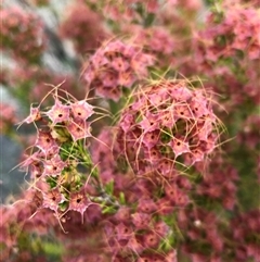 Calytrix tetragona at Carwoola, NSW - 24 Nov 2019 08:26 AM