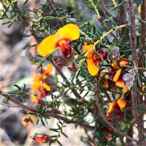 Dillwynia phylicoides at Aranda, ACT - 18 Sep 2024 02:01 PM