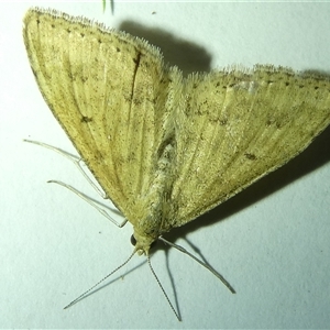 Scopula rubraria at Belconnen, ACT - 19 Sep 2024