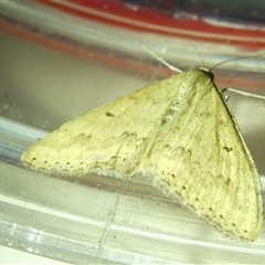 Scopula rubraria at Belconnen, ACT - 19 Sep 2024