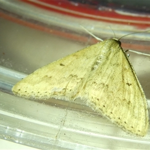 Scopula rubraria at Belconnen, ACT - 19 Sep 2024