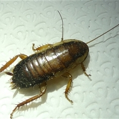 Drymaplaneta communis (Eastern Wood Runner, Common Shining Cockroach) at Belconnen, ACT - 19 Sep 2024 by JohnGiacon