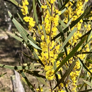 Acacia dawsonii at Carwoola, NSW - 17 Sep 2024