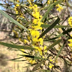 Acacia dawsonii at Carwoola, NSW - 17 Sep 2024