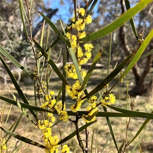 Acacia dawsonii at Carwoola, NSW - 17 Sep 2024