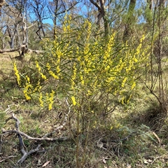 Acacia dawsonii at Carwoola, NSW - 17 Sep 2024