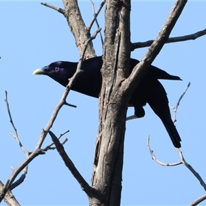 Ptilonorhynchus violaceus at Malua Bay, NSW - 9 Sep 2024