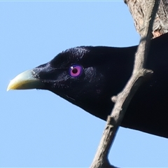 Ptilonorhynchus violaceus at Malua Bay, NSW - 9 Sep 2024