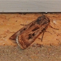 Agrotis munda (Brown Cutworm) at Wanniassa, ACT - 9 Sep 2024 by JohnBundock