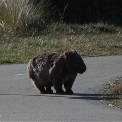 Vombatus ursinus (Bare-nosed Wombat) at Coombs, ACT - 19 Sep 2024 by SteveBorkowskis