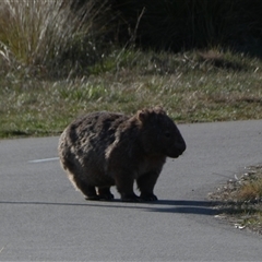 Vombatus ursinus (Common wombat, Bare-nosed Wombat) at Coombs, ACT - 18 Sep 2024 by SteveBorkowskis