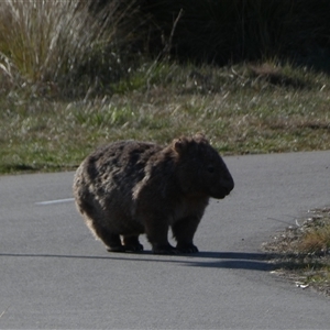 Vombatus ursinus at Coombs, ACT - 19 Sep 2024