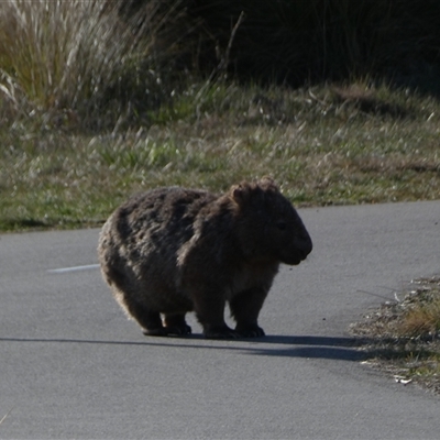 Vombatus ursinus (Bare-nosed Wombat) at Coombs, ACT - 19 Sep 2024 by SteveBorkowskis