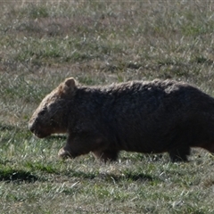 Vombatus ursinus at Coombs, ACT - 19 Sep 2024