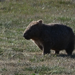 Vombatus ursinus at Coombs, ACT - 19 Sep 2024