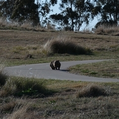 Vombatus ursinus at Coombs, ACT - 19 Sep 2024