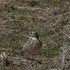 Anthus australis (Australian Pipit) at Molonglo, ACT - 16 Sep 2024 by SteveBorkowskis