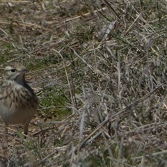 Anthus australis at Molonglo, ACT - 16 Sep 2024 01:12 PM