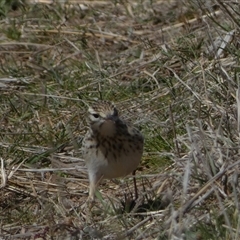 Anthus australis at Molonglo, ACT - 16 Sep 2024 01:12 PM