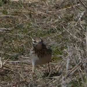 Anthus australis at Molonglo, ACT - 16 Sep 2024