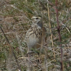 Anthus australis at Molonglo, ACT - 16 Sep 2024 01:12 PM