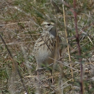 Anthus australis at Molonglo, ACT - 16 Sep 2024