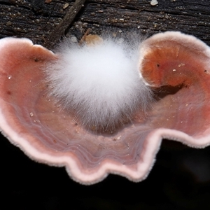 Xylobolus illudens at Tharwa, ACT - 10 Jul 2024