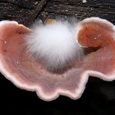 Xylobolus illudens (Purplish Stereum) at Tharwa, ACT - 10 Jul 2024 by TimL