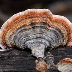 Xylobolus illudens at Tharwa, ACT - 10 Jul 2024