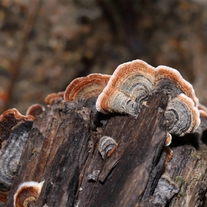 Xylobolus illudens at Tharwa, ACT - 10 Jul 2024