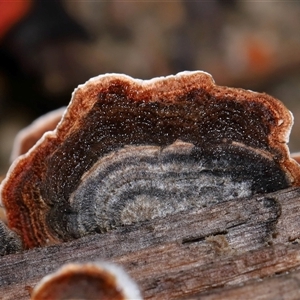 Xylobolus illudens at Tharwa, ACT - 10 Jul 2024