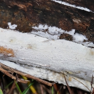 Corticioid fungi at Tharwa, ACT - 10 Jul 2024 01:05 PM