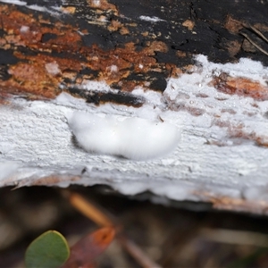 Corticioid fungi at Tharwa, ACT - 10 Jul 2024 01:05 PM