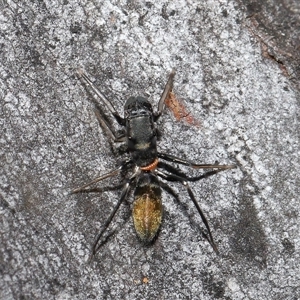 Myrmarachne luctuosa at Hackett, ACT - 1 Sep 2024 11:54 AM