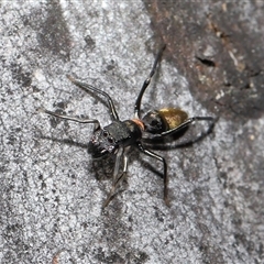 Myrmarachne luctuosa at Hackett, ACT - 1 Sep 2024 11:54 AM