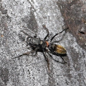 Myrmarachne luctuosa at Hackett, ACT - 1 Sep 2024 11:54 AM