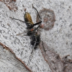 Myrmarachne luctuosa at Hackett, ACT - 1 Sep 2024 11:54 AM