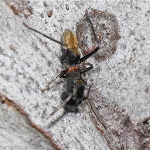 Myrmarachne luctuosa at Hackett, ACT - 1 Sep 2024 11:54 AM