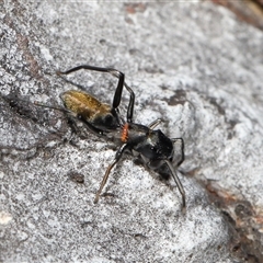 Ichneumonidae (family) (Unidentified ichneumon wasp) at Hackett, ACT - 1 Sep 2024 by TimL