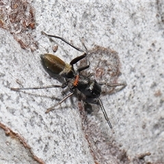 Ichneumonidae (family) at Hackett, ACT - 1 Sep 2024 11:55 AM