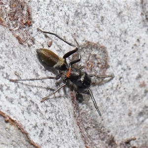 Ichneumonidae (family) at Hackett, ACT - 1 Sep 2024