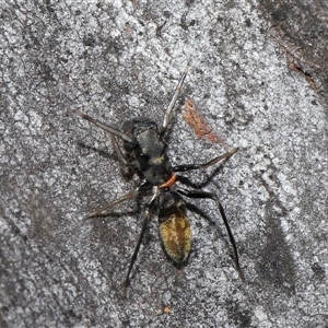 Ichneumonidae (family) at Hackett, ACT - 1 Sep 2024